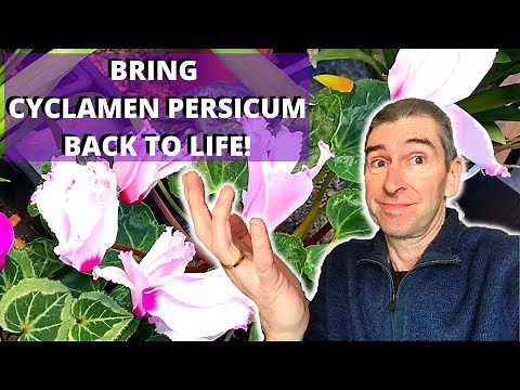 HOW TO BRING CYCLAMEN PERSICUM BACK TO LIFE - (house-plant cyclamen)