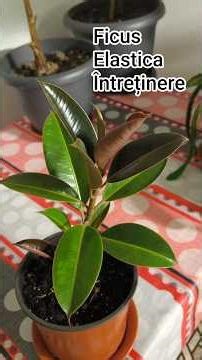 How to care for Ficus Elastica