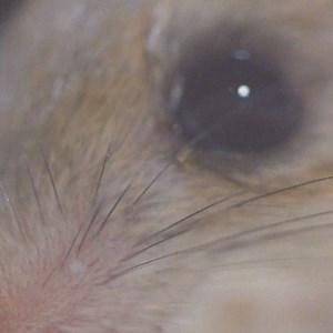 328K views · 870 reactions | This mouse may look cute, but it has a guillotine for a face! #LittleGiants | Animal Planet | Facebook