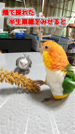 【採れたて】シロハラインコ🙂虎太郎🤠採れたて粟穂をあげてみた😃 #シロハラインコ #インコ #癒し #インコおやつ #粟穂栽培 #粟穂 #オカメインコ #birds #家庭菜園初心者 #半生