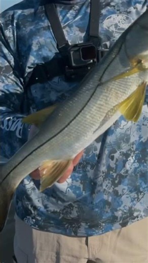 Tampa Bay Snook Fishing Fall 2023 on Red White and Reel Charters