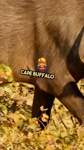 What Are The TOP Causes of Cape Buffalo Attack? #africa #animal