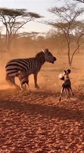 🦓🔥 Zebra's Epic Fight vs Wild Dogs #Zebra #Wildlife #Safari