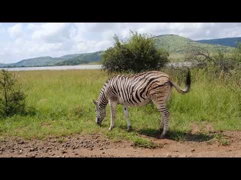 Zebra for Children | All About Zebras for Kids Learning Video for Children| Learn About Zebras