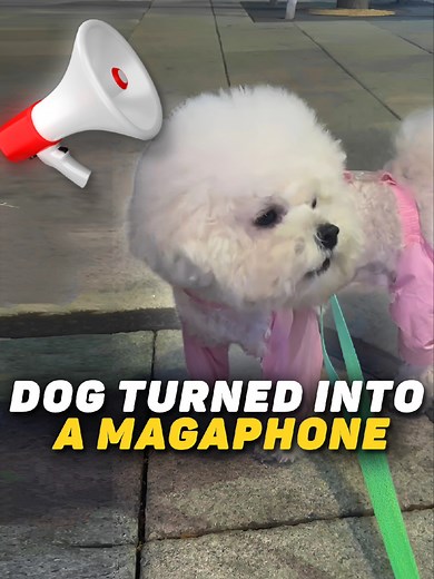 Funny Cats and Dogs Compilation