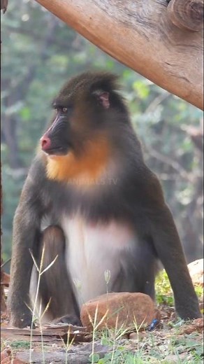 Mandrill Monkey Nature’s Most Colorful Face
