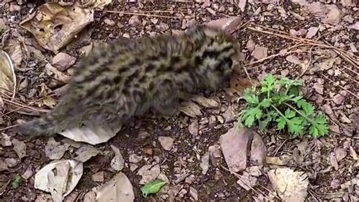 偶遇一只牢底坐穿兽