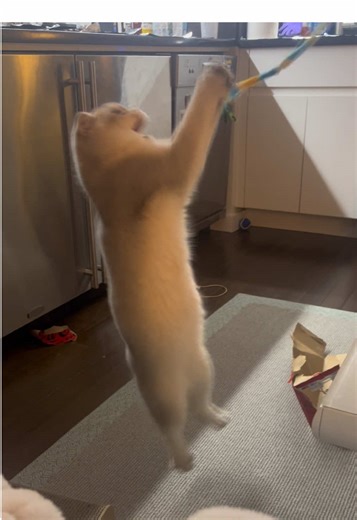 parkour! parkour! #cat #parkour #theoffice #foryou #fyp