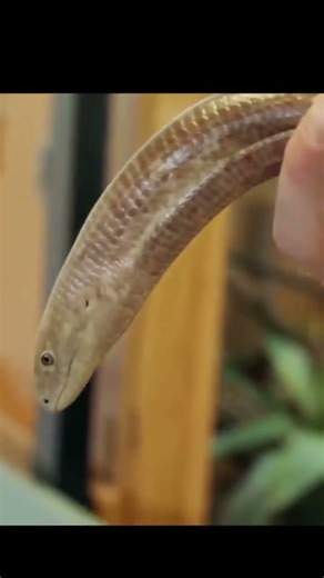 Legless lizard 🦎 #facts #animals #shorts #viral