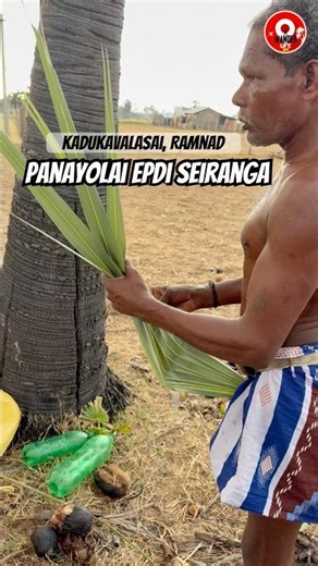 Pathaneer edukrathu tools papoma? 🌴#ramanathapuram #pathaneer #palmtree #explore #vlog