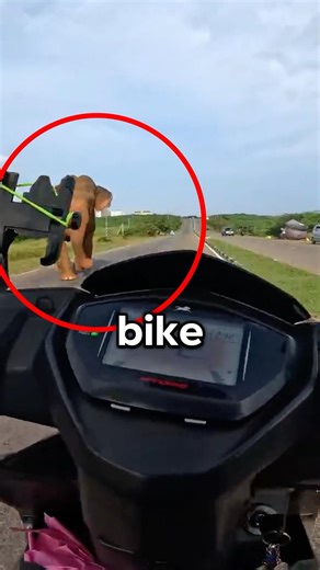 This Elephant CHARGED at a Biker 😬