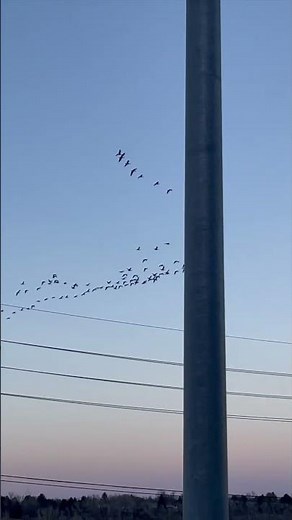 Beautiful Birds Flying in a Stunning Sky | Invisibleman USA