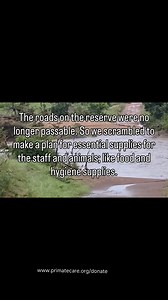 This is a raw, unpolished video trying to explain why we need your help. We think we are still in shock mode, but we have to post this raw appeal. The floods have devastated us here at C.A.R.E.- we lost our main vehicle, fencing, and roads, and we’re struggling with logistics such as getting food, fuel, medicine to C.A.R.E., and even on our one site had days without electricity and water. Our animals are safe in enclosures built above the flood lines, but we urgently need to secure dry feed, hay