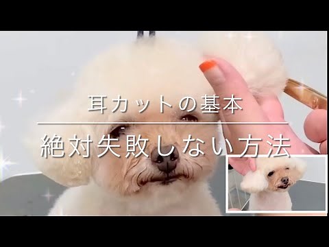 【Grooming】Toy Poodle "Ear Styles "