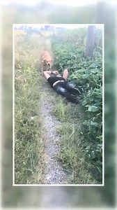 2.2K views · 92 reactions | Lovely and Clever Puppy | K A R E | Facebook