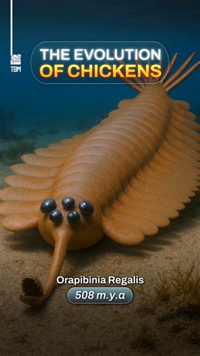 TheBrainMaze | The Evolution of Chickens - Discover how modern chickens evolved over millions of years, from ancient dinosaurs to the birds we know today! | Instagram