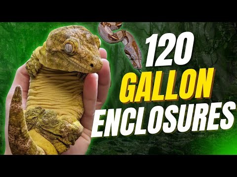 120 Gallon Enclosure? Here Are Your Best Options