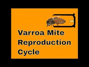 Varroa Mite Reproductive Cycle