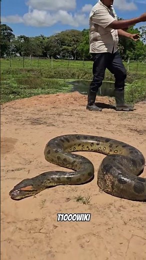 "TOP 3 UNFORGETTABLE SCARY AMAZON ANIMALS 😱" #amazon #animals #shorts