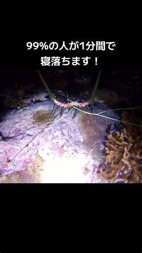 1分間で試してみましょう！ #自然音 #ストレス解消 #ストレス発散 #寝落ち