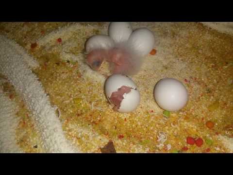Green cheek conures hatching