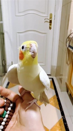 Lyle the cockatiel picks up tunes super fast! 🎶🐥🤗 #cockatielscraze