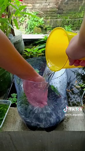 Mini Pond Tutorial: Creating a Smooth Gallon Setup