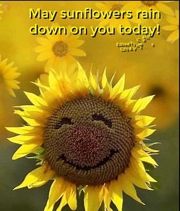 196K views · 5.3K reactions | May sunflowers rain down on you today~ | Gifs, Vids & Music Etc | Facebook