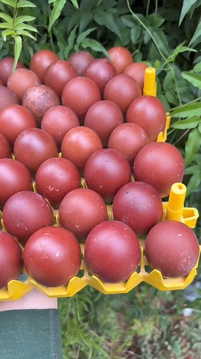 ✨All The Colors✨. It is the colorful eggs that started us in our journey of loving chickens. In the last decade we have been professionally breeding, hatching and shipping our chicks nationwide to share these gorgeous colors with you all!✨. Each colorful egg also represents biodiversity, more genetic strength and a stronger food system. Imagine all of the diversity lost if the world only raise a few breeds of chickens that laid white eggs. There are hundreds and hundreds of breeds to get to know