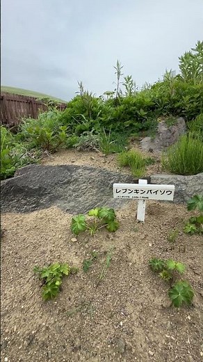 レブンキンバイソウ 礼文町観光 礼文島観光