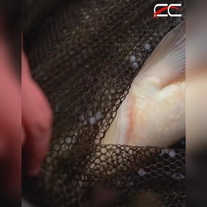 Epuisette Avid Carp Pro-Tect Net 42" manche 2 parties 😎 Avid Carp France / Avid Carp 👉 https://cl9.fr/g436 💯100% en stock ! Expédition 24h ! 🚛 . . #fishing #angler #angling #fish #carp #bigcarp #chronocarpe #carpe #carpangler #carpfishing #monstercarp #carpangling #carpekoī #karpfen #karpfenangeln #karpfenfischen #karpervissen #karper #carpzillacare #carpa #carplove #carplife #carpfishingportugal #carpfishingitalia #carpfishingspain #pechecarpe | Chronocarpe