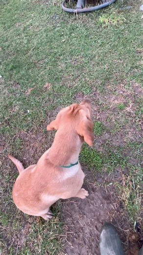 Out training with my golden lab #goldenlab #lab #training
