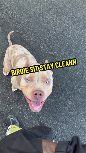 Effective Dog Training Techniques: Sit and Stay