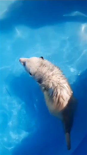 Opossum Lovers | opossum swimming.😘 Double Tap & Tag your friends who need to see this cutie 💟 . . . #opossum #opossumsofinstagram #opossummemes #opossums... | Instagram