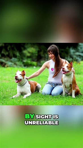Dangerous Dog Myth: Breed Doesn't Determine Danger #shorts