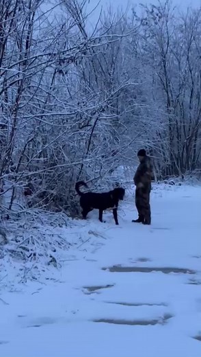 #Ninxha #champion #ballkani #terminator #dog #lludaku