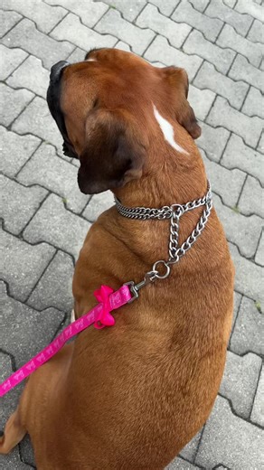 pepco 15 zeta polecam 🎀 @Pepco - official account sponsor me 👅 #greciadog #dc #grecia #doggrecia #boxerdog #boxergrecia #greta #piesek #pies #pepco