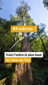 The Tallest Tree in East Asia! #science #shorts