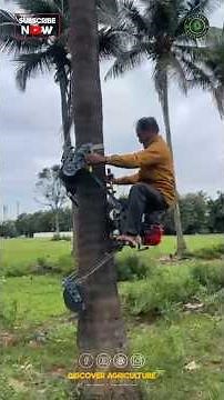 This Man is Climbing a Coconut Tree for the FIRST TIME! | Watch till the END