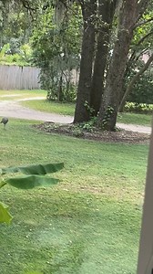 7.8K views · 798 reactions | WildTurkeys are back. Wow they are growing so fast | Little Bit Wildlife Rescue | Facebook