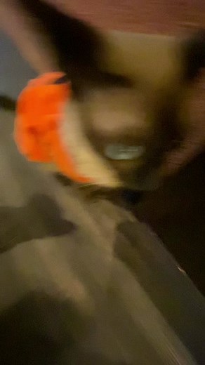 Exploring Cat Cafes in Japan: A Feline Lover's Paradise