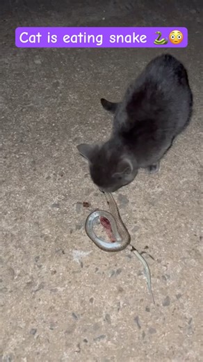 Brave Cat 🐈 Eating Snake 🐍 | Shocking Moment | #cat #shorts