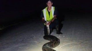 Naples Daily News on Instagram: "Discover how Florida's frigid temperatures challenge the survival of invasive Burmese pythons in this intriguing wildlife study. Click the link in bio for more"
