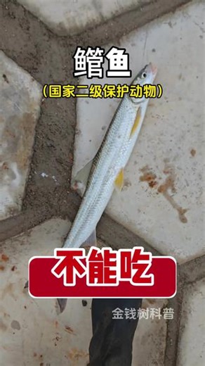 这些鱼千万不能吃！ #鱼#吃鱼#食品安全#健康科普#金钱树科普#