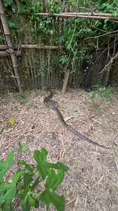 Yo ikilo ulone… #fyp | Abelpinkan New