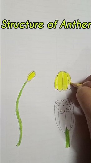 easy Structure of Anther Diagram