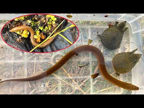 Observe the creatures caught in the rivers of Cambodia baby Softshell turtle, eel fish