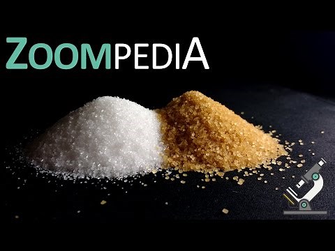 Sugar under the microscope - Zoompedia