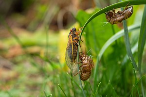 Can Dogs Eat Cicadas? Threats, Prevention Tips, and Guide