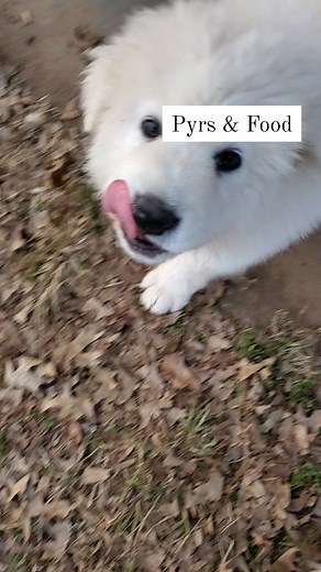 Wee tip for ya. Don't worry if your Pyr skips a meal or only eats once per day during warmer months or busy days with changes. It is common for this breed to skip meals. There's no need to change your food brand or to worry unless it becomes a consistent problem, they stop eating, stop gaining, or lose weight. If they stop eating contact your vet especially during the adolescent or teenager months when they could have swallowed something nauty. Changing food brands can cause more problems especi